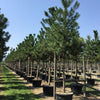Pin negru austriac arbore 3.50 - 4.00 m  Pinus nigra austriaca