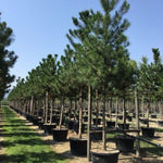 Pin negru austriac arbore 3.50 - 4.00 m  Pinus nigra austriaca