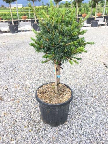 Pin alb japonez Negishi 1.00 - 1.20 m  Pinus parvifolia "Negishi"