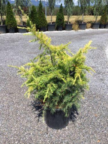 Cedru „Golden Horizon” 0.80 - 1.00 m  Cedrus deodara „Golden Horizon”