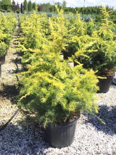 Cedru „Golden Horizon” 0.80 - 1.00 m  Cedrus deodara „Golden Horizon”