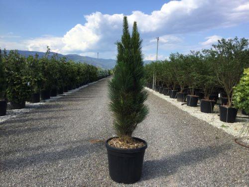 Pin negru Green Tower" 0.50 - 0.70 m  Pinus nigra "Green Tower"