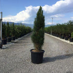 Pin negru Green Tower" 0.50 - 0.70 m  Pinus nigra "Green Tower"