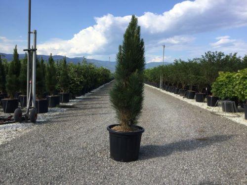 Pin negru Green Tower" 0.50 - 0.70 m  Pinus nigra "Green Tower"