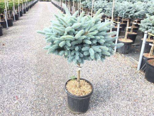 Molid argintiu globular 0.80 - 1.20 m  Picea pungens Glauca Globosa""