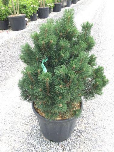 Pin pitic Columbo" 0.50 m - 0.80 m  Pinus mugo "Columbo"