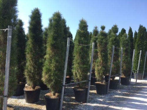 Pin negru Green Tower" 0.50 - 0.70 m  Pinus nigra "Green Tower"