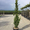 Columnar beech Dawyck Gold" 1.20 - 1.50 m Fagus sylvatica "Dawyck Gold"