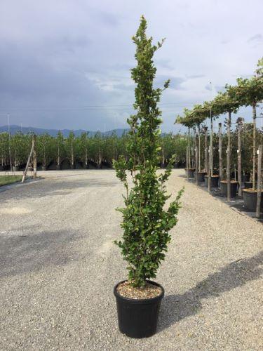 Fag columnar Dawyck Gold" 1.20 - 1.50 m  Fagus sylvatica „Dawyck Gold”