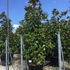 Magnolia evergreen Goliath" 2.00 - 2.50 m Magnolia grandiflora "Goliath"