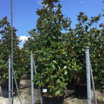 Magnolia evergreen Goliath" 2.00 - 2.50 m Magnolia grandiflora "Goliath"