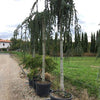 Flowing silver cedar 2.00 - 2.50 m Cedrus atlantica glauca pendula