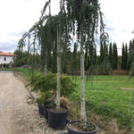 Flowing silver cedar 2.00 - 2.50 m Cedrus atlantica glauca pendula