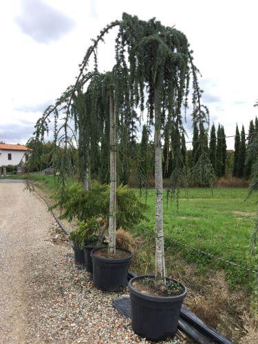 Cedru argintiu curgator  2.00 - 2.50 m  Cedrus atlantica glauca pendula