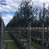 Greenspire linden" 3.00 - 3.50 m Tilia cordata "Greenspire"