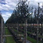 Greenspire linden" 3.00 - 3.50 m Tilia cordata "Greenspire"
