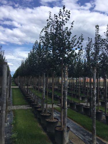 Tei pucios Greenspire" 3.00 - 3.50 m  Tilia cordata "Greenspire"