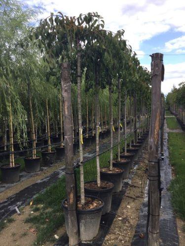 Cires japonez pendul Kiku - Shidare - Zakura" 2.00 - 2.50 m  Prunus serrulata "Kiku - Shidare - Zakura"