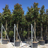 Magnolia vesnic verde Goliath" arbore 2.50 - 3.50 m  Magnolia grandiflora "Goliath"