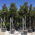 Magnolia vesnic verde Goliath" arbore 2.50 - 3.50 m  Magnolia grandiflora "Goliath"