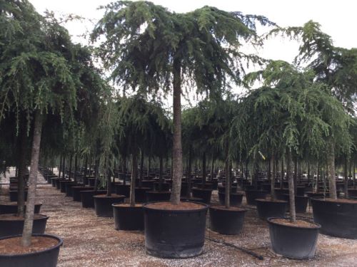 Cedru de Himalaya Pendula" 2.50 - 3.00 m  Cedrus deodora "Pendula"