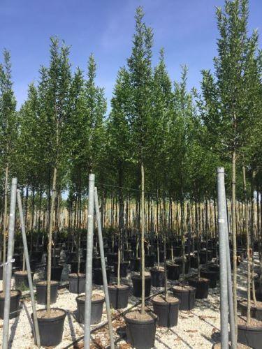 Carpen columnar arbore 3.00 - 4.00 m  Carpinus betulus Fastigiata"