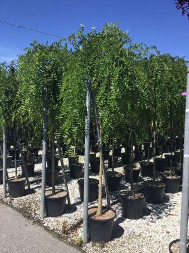 Salcam japonez pendul  2.00 - 2.50 m  Sophora japonica Pendula"