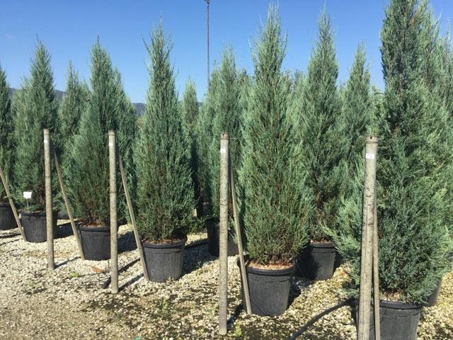 Ienupar de Virginia Blue Arrow" 1.50 - 1.70 m  Juniperus virginiana "Blue Arrow"