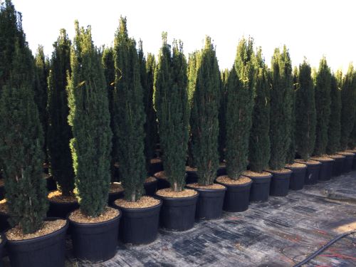 Tisa columnara 2.00 - 2.20 m  Taxus baccata Fastigiata"