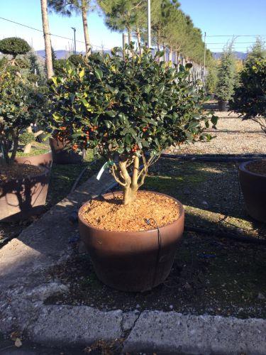 Ilex Nellie R.Stevens" multitulpinal 1.50 - 1.75 m  Ilex mutchagara "Nellie R.Stevens"