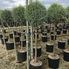 Chiparos de Arizona fastigiat 1.50 - 1.70 m   Cupressus arizonica ‘Fastigiata’