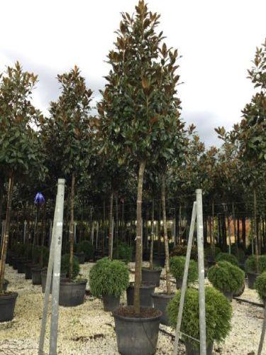 Magnolia vesnic verde Goliath" arbore 2.50 - 3.50 m  Magnolia grandiflora "Goliath"