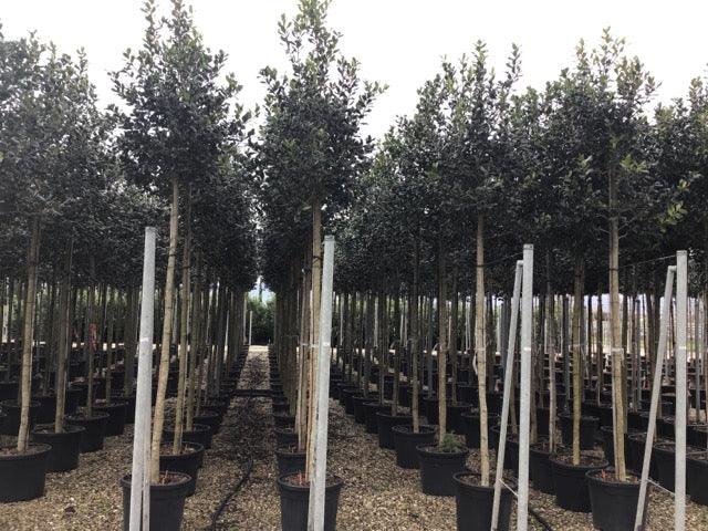 Ilex Nellie Stevens 3.00 - 3.50 m  Ilex mutchagara „Nellie R. Stevens”