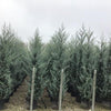 Chiparos de Arizona fastigiat 2.00 - 2.50 m   Cupressus arizonica ‘Fastigiata’