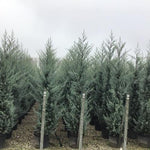 Chiparos de Arizona fastigiat 2.00 - 2.50 m   Cupressus arizonica ‘Fastigiata’