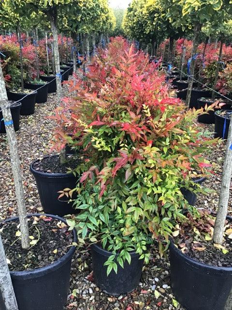 Bambus sfant  Obsessed " 0.40 - 0.60 m  Nandina domestica "Obsessed"