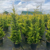Chiparos leylandii Gold Rider " 1.50 - 1.75 m  Cupressocyparis leylandii "Gold Rider "