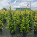 Chiparos leylandii Gold Rider " 1.50 - 1.75 m  Cupressocyparis leylandii "Gold Rider "