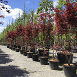 Japanese maple Fireglow" 1.80 - 2.00 m Acer palm "Fireglow"