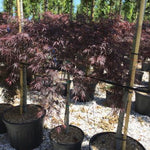 Artar japonez Tamukeyama" 1.20 - 1.40 m  Acer palmatum dissectum "Tamukeyama"