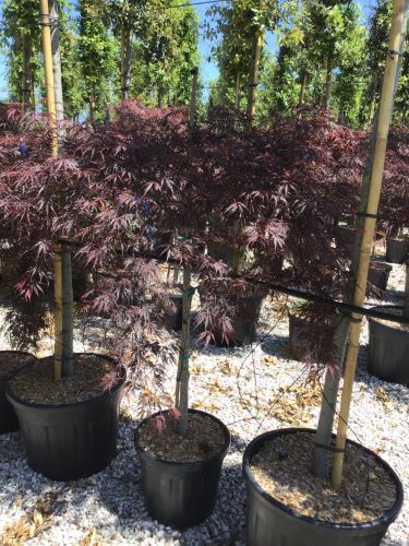 Artar japonez Tamukeyama" 1.20 - 1.40 m  Acer palmatum dissectum "Tamukeyama"