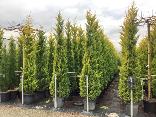 Chiparos leylandii Gold Rider " 2.30 - 2.50 m  Cupressocyparis leylandii "Gold Rider "