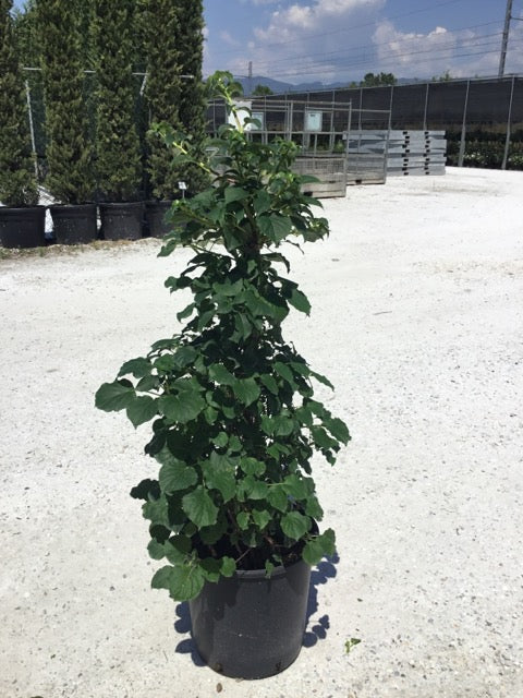 Hortensia cățărătoare 1.00 - 1.30 m  Hydrangea petiolaris