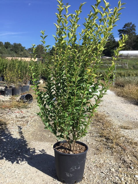 Lemn câinesc auriu 0.80 - 1.00 m  Ligustrum Ovalifolium Aureum