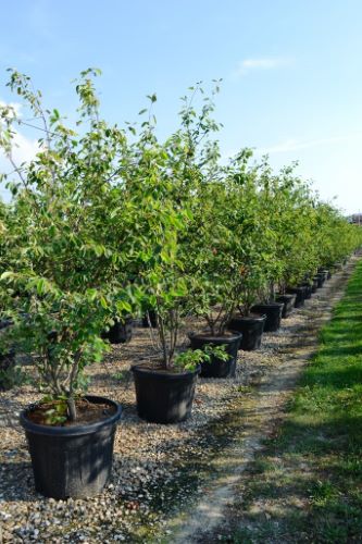 Arbore de stafide 2.00 - 2.50 m  Amelanchier lamarckii