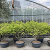 Euonymus alatus Compactus"multitulpinal 1.20 - 1.50 m  Euonymus alatus "Compactus"