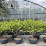 Euonymus alatus Compactus"multitulpinal 1.20 - 1.50 m  Euonymus alatus "Compactus"