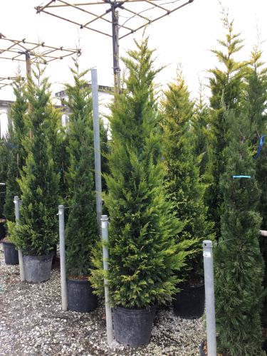 Chiparos leylandii Gold Rider " 2.30 - 2.50 m  Cupressocyparis leylandii "Gold Rider "