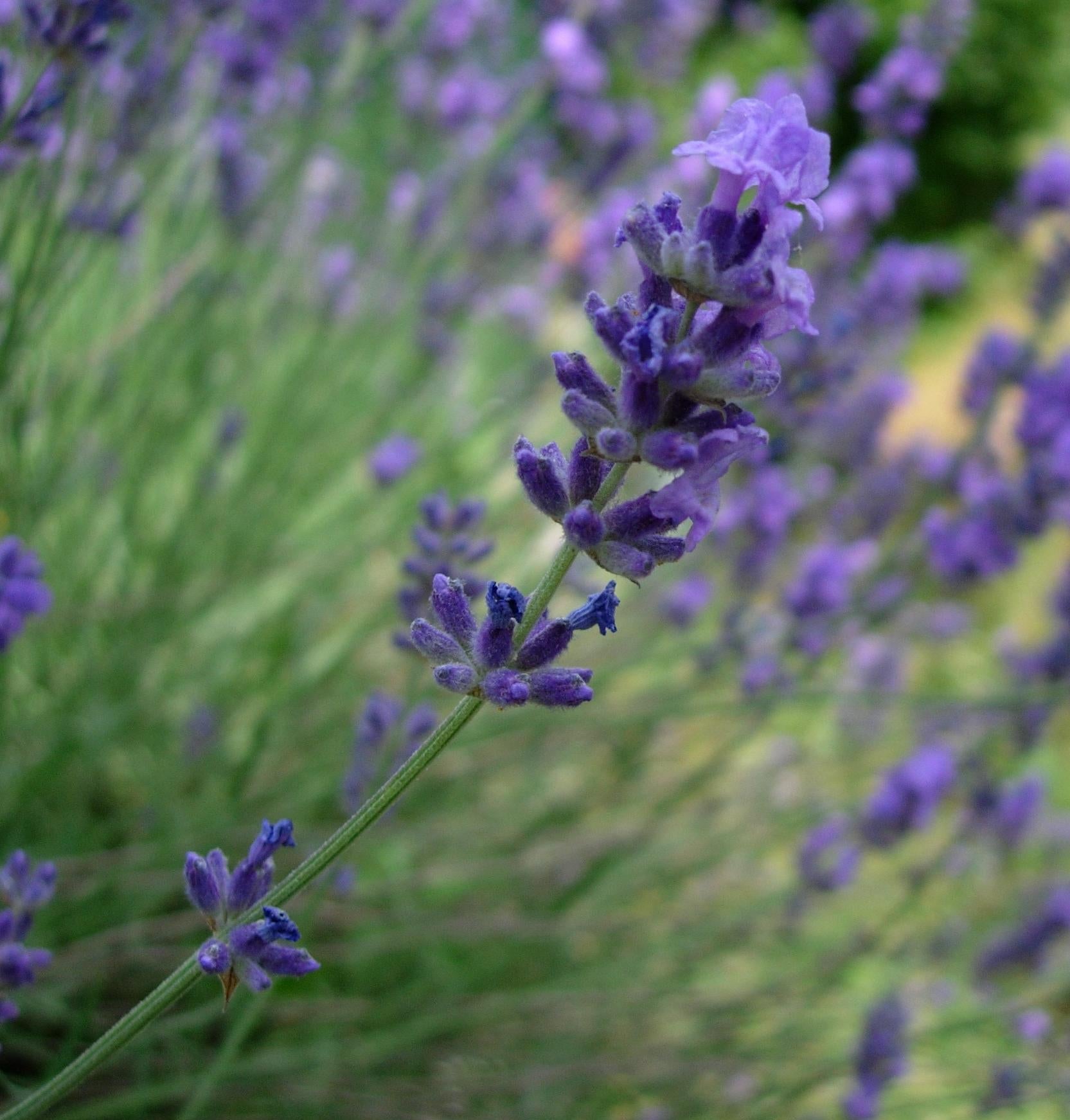 Lavanda Spicata" 0.30 - 0.40 m  Lavandula angustifolia "Spicata"