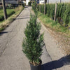 Chiparos leylandii 2001" 1.20 - 1.40 m  x Cupressocyparis leylandii "2001 - Pyramidalis"